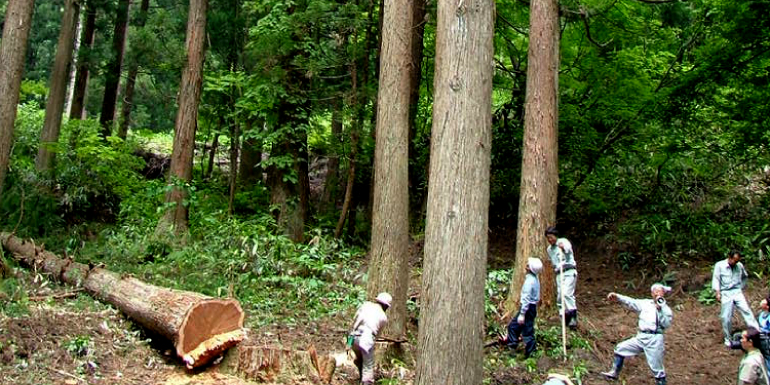 本物の木で建てましょう